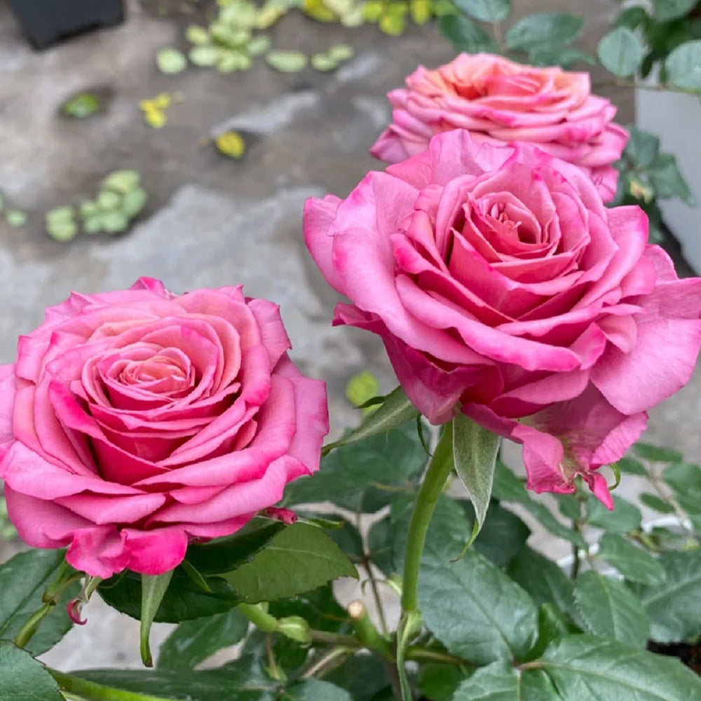 Single Malt Dutch Florist Hybrid Tea Rose