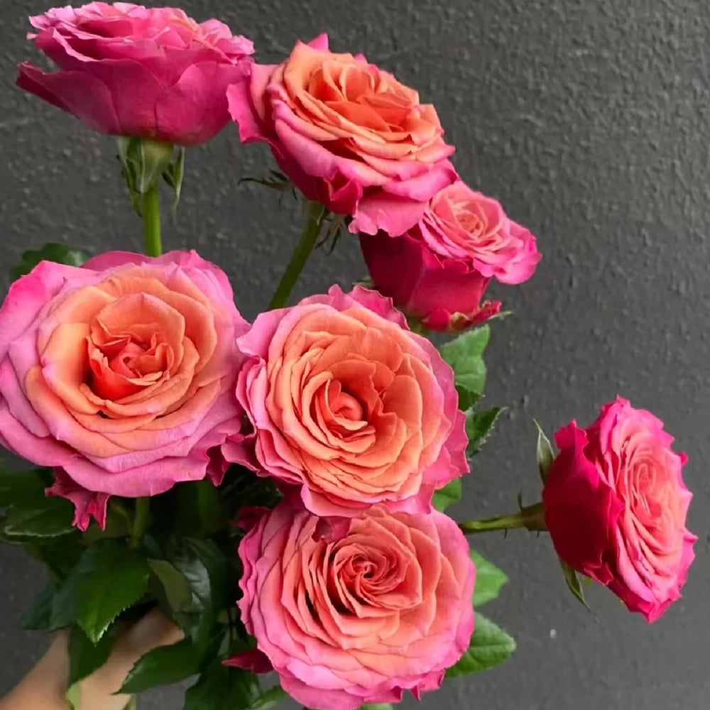 Single Malt Dutch Florist Hybrid Tea Rose