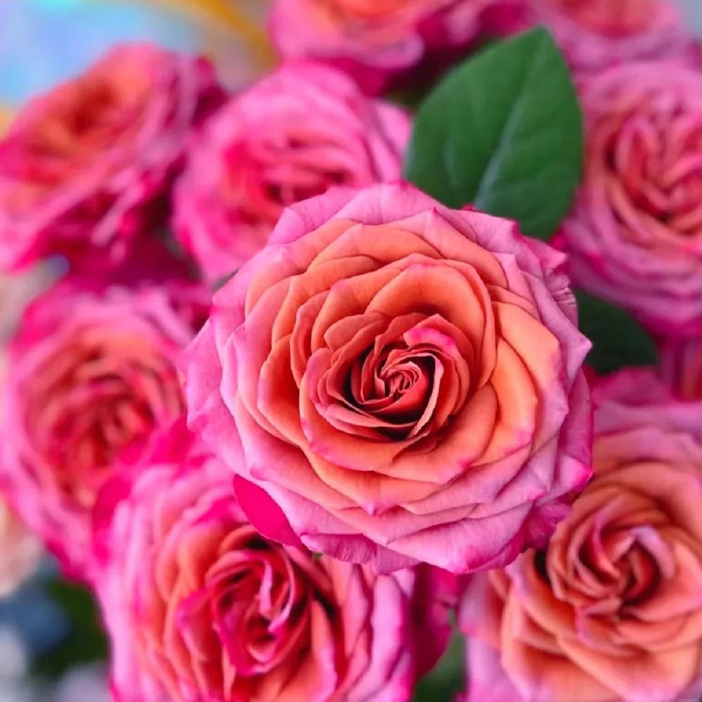Single Malt Dutch Florist Hybrid Tea Rose