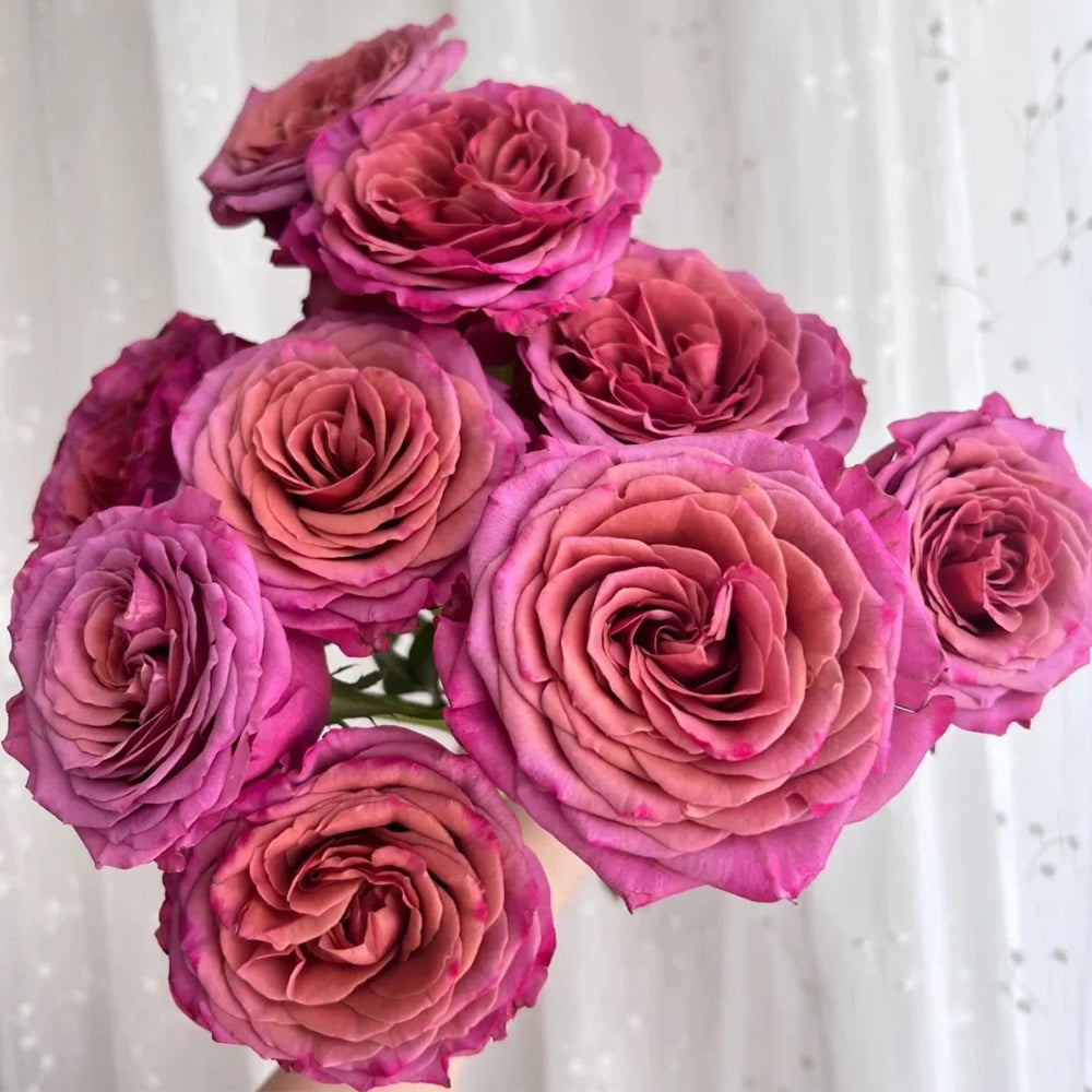 Single Malt Dutch Florist Hybrid Tea Rose