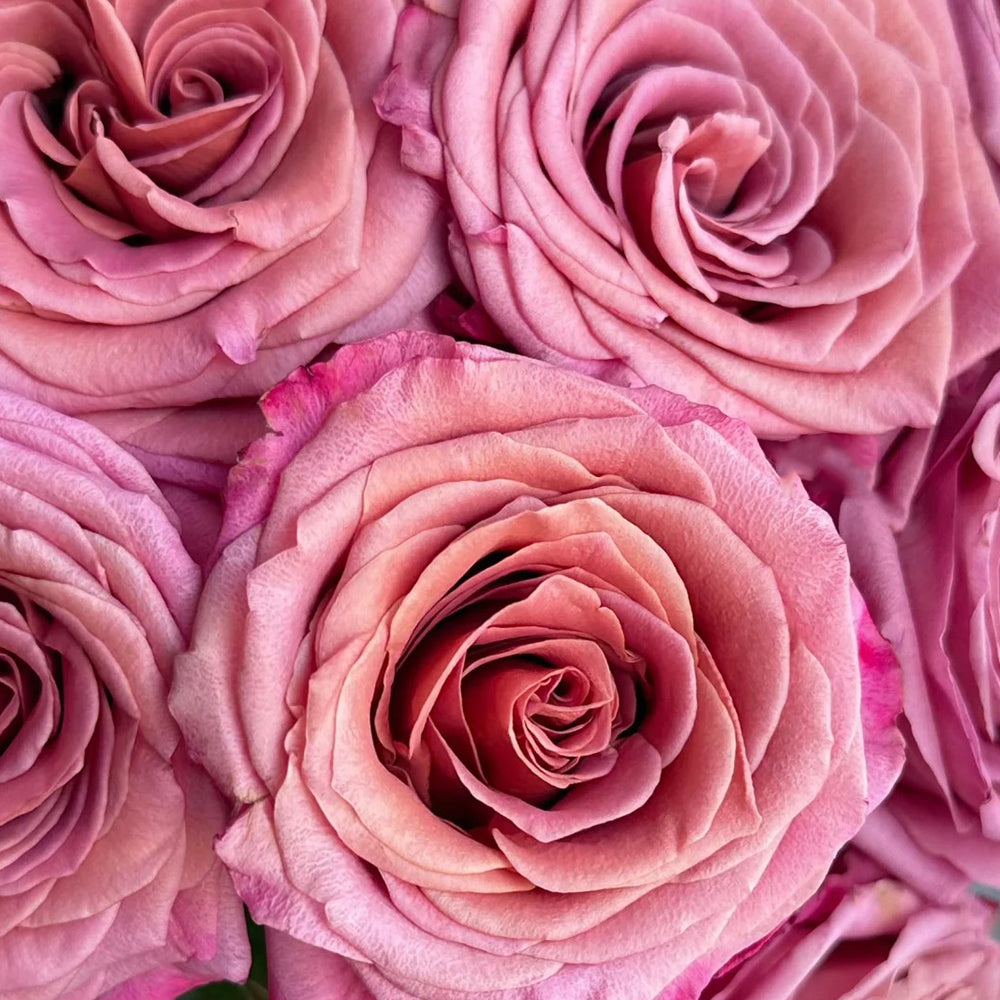 Single Malt Dutch Florist Hybrid Tea Rose