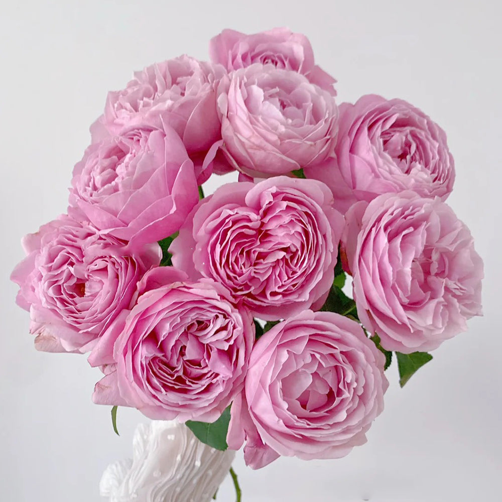 FLEURUS 「Douceurs & gourmandise au point Soeur Emmanuelle French Florist Shrub Rose Bush For Sale