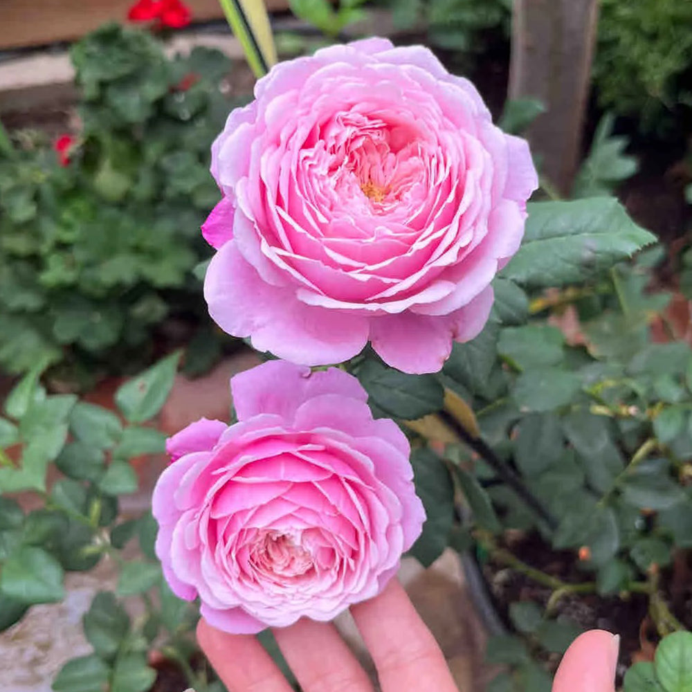 Soeur Emmanuelle French Florist Hybrid Tea Rose