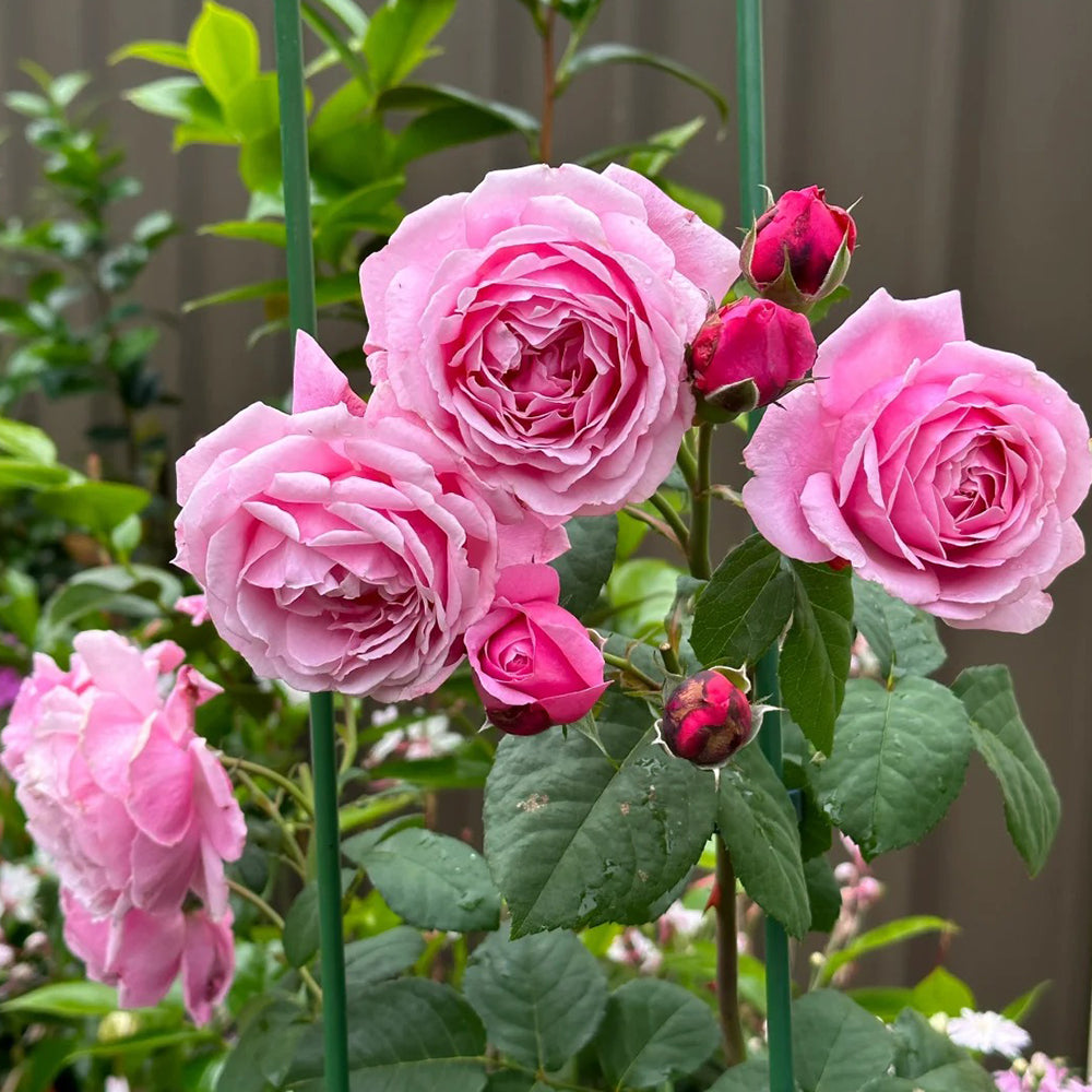 Soeur Emmanuelle French Florist Hybrid Tea Rose