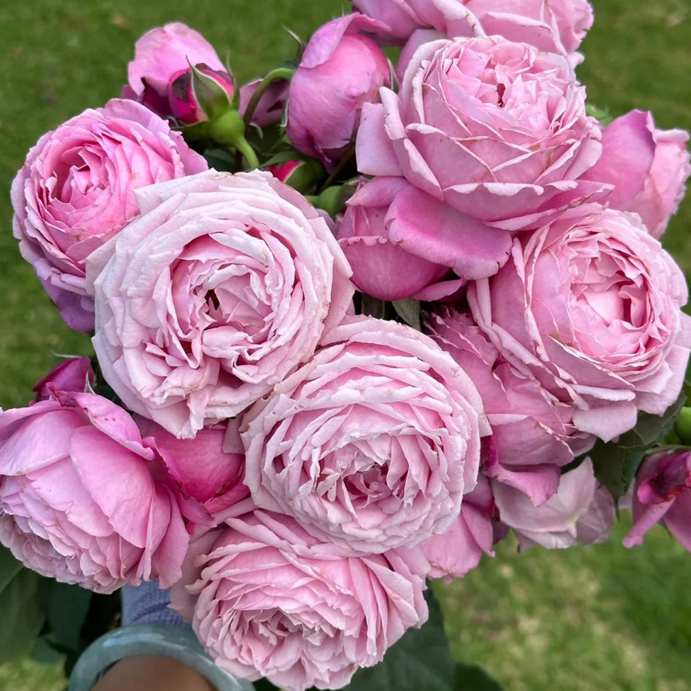 Soeur Emmanuelle French Florist Hybrid Tea Rose