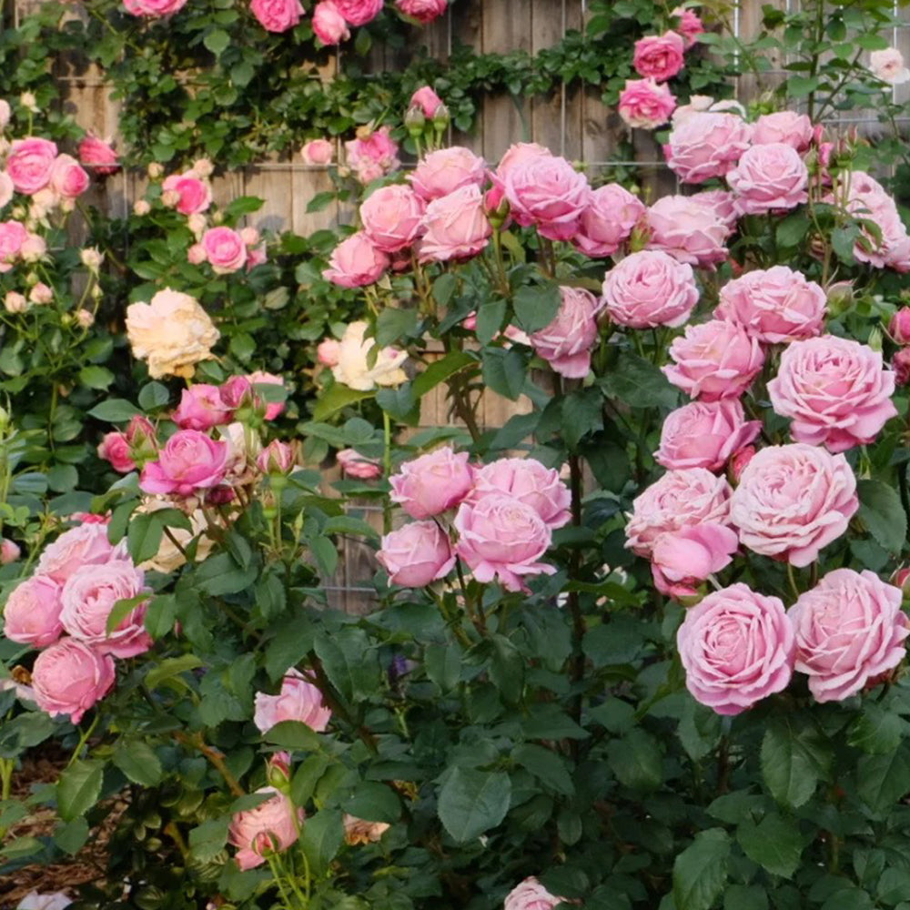 Soeur Emmanuelle French Florist Hybrid Tea Rose