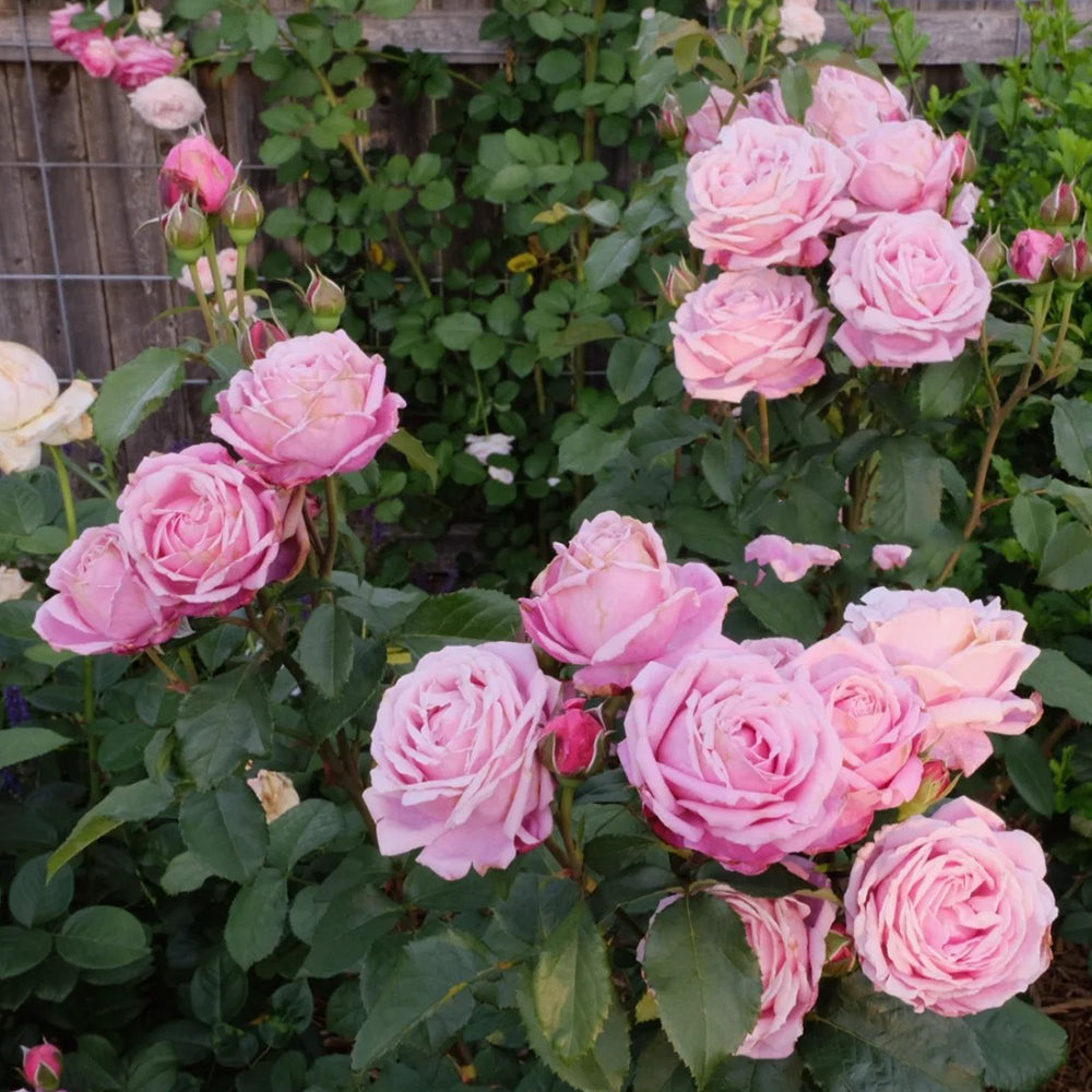 Soeur Emmanuelle French Florist Hybrid Tea Rose