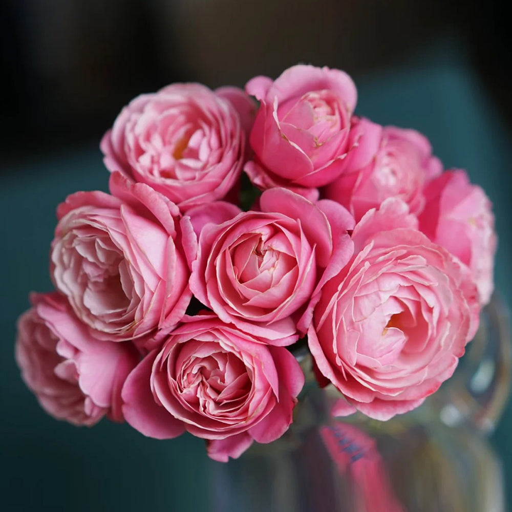 Soeur Emmanuelle French Florist Hybrid Tea Rose