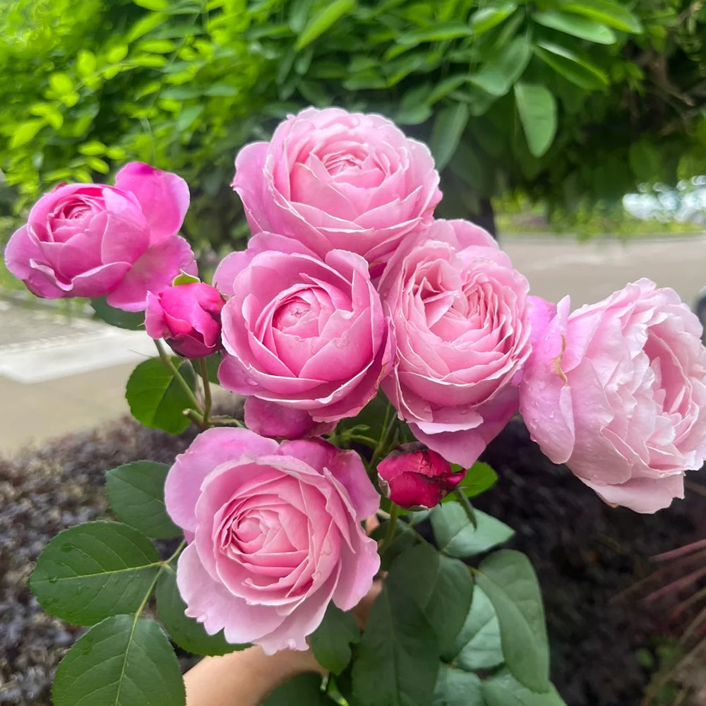 Soeur Emmanuelle French Florist Hybrid Tea Rose