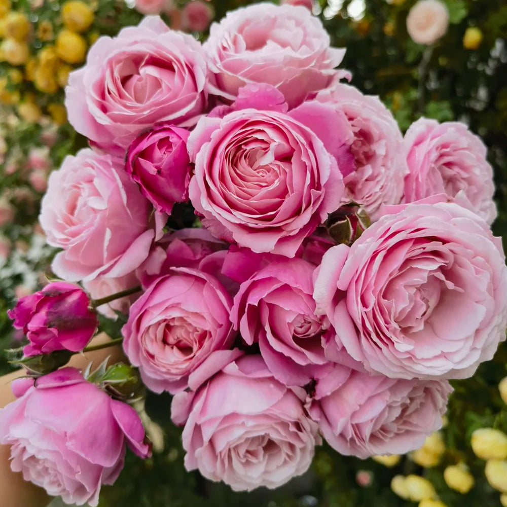 Soeur Emmanuelle French Florist Hybrid Tea Rose