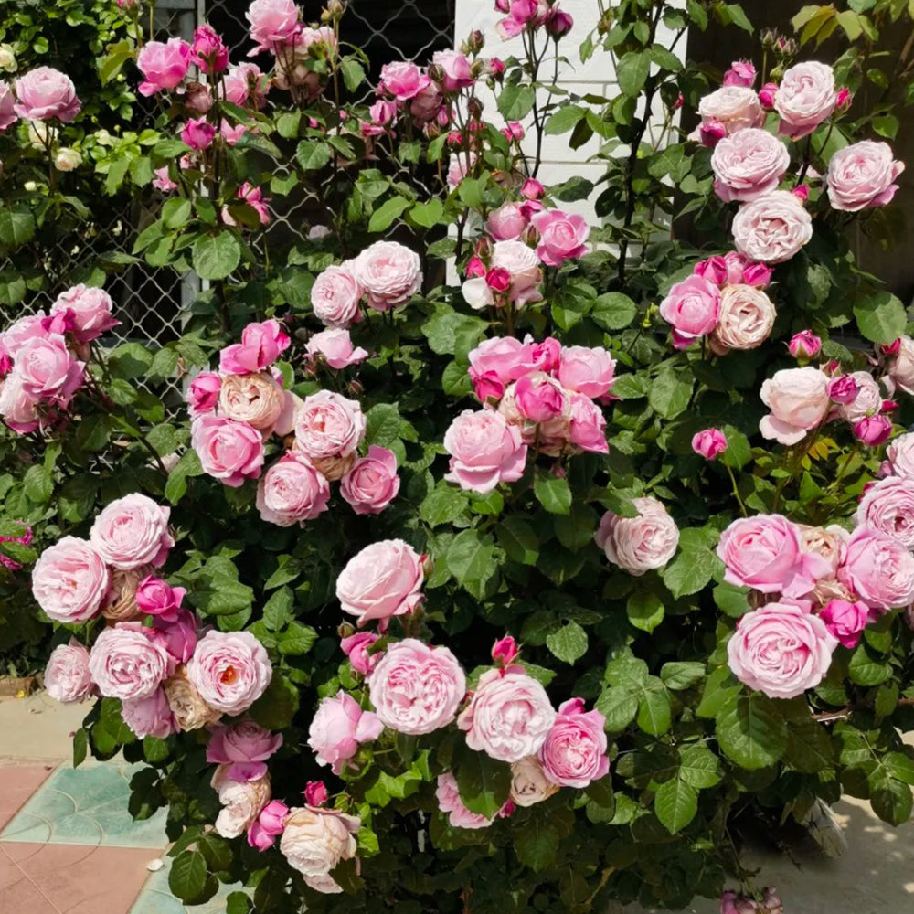 Soeur Emmanuelle French Florist Hybrid Tea Rose
