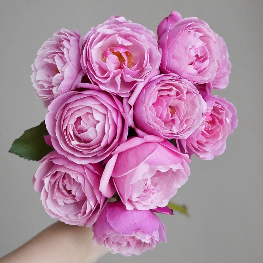 Soeur Emmanuelle French Florist Hybrid Tea Rose