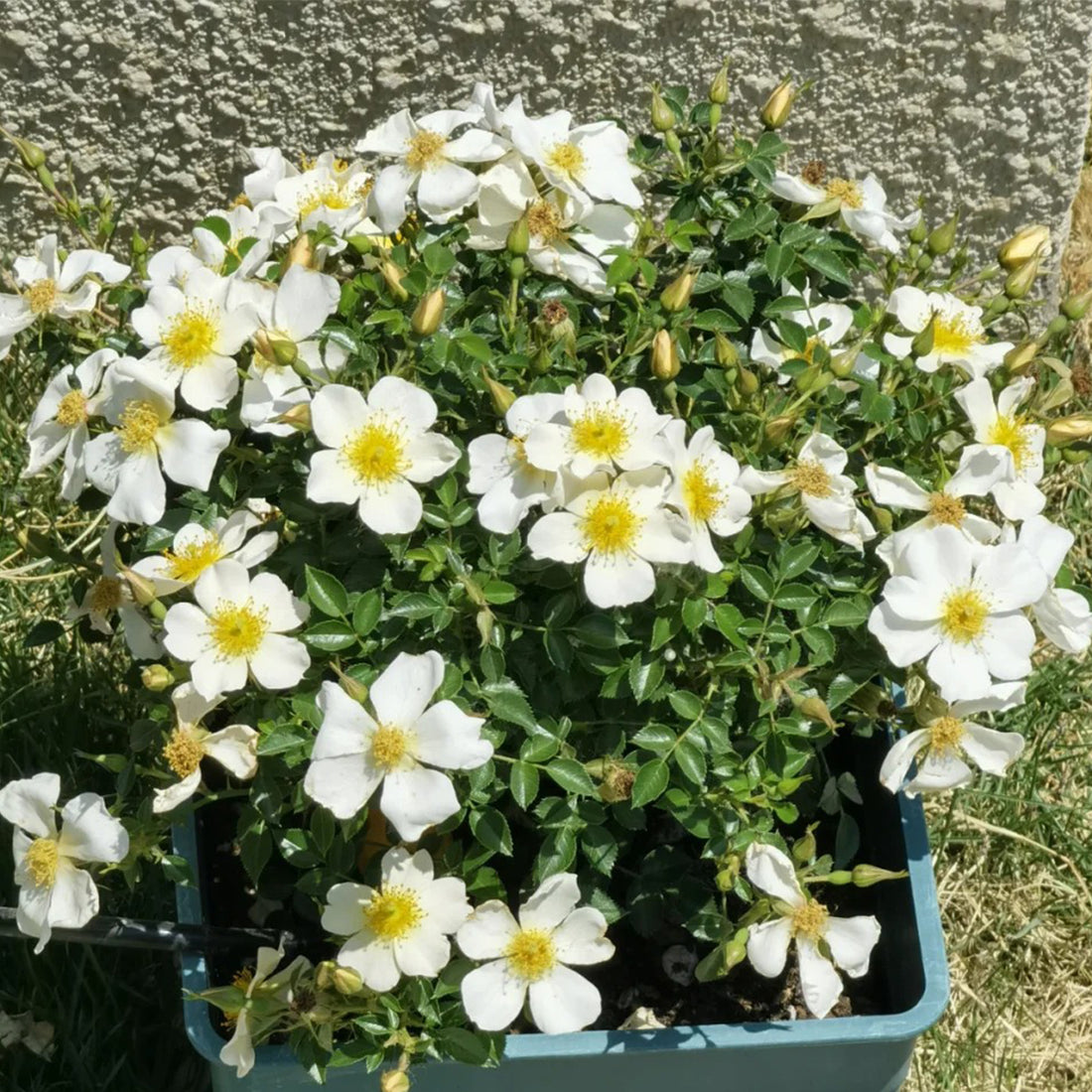 Sonnenroschen German Garden Miniature Rose