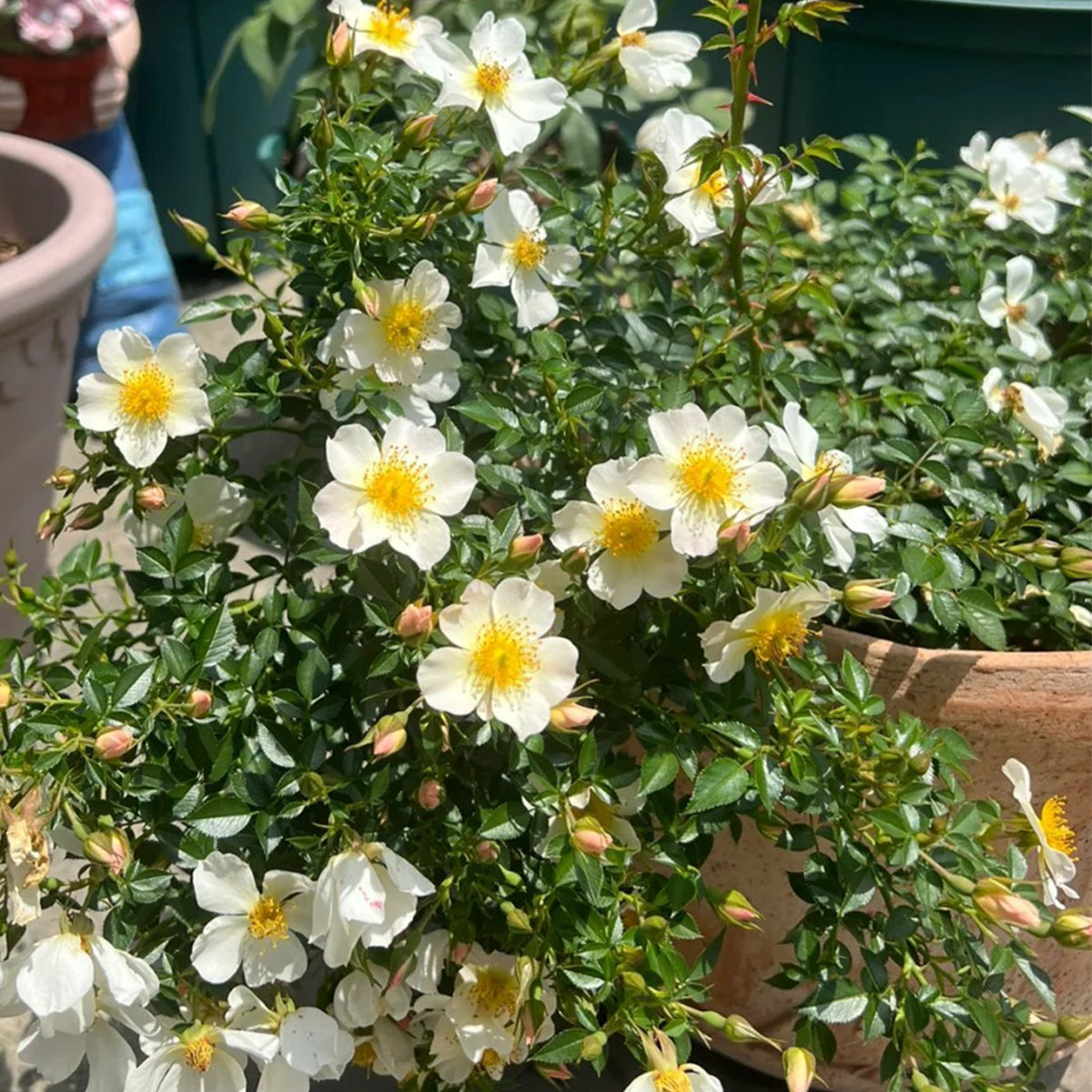 Sonnenroschen German Garden Miniature Rose