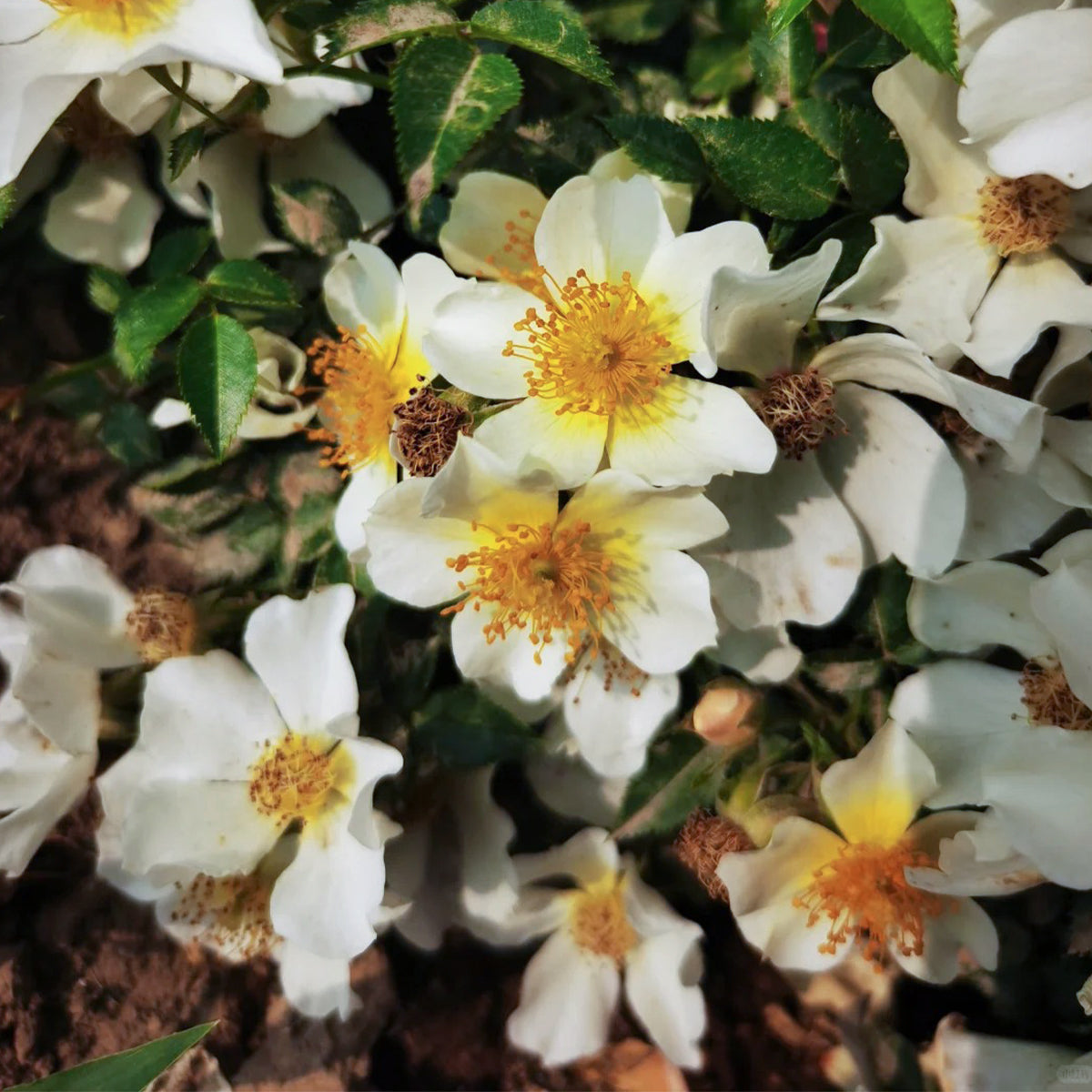 Sonnenroschen German Garden Miniature Rose
