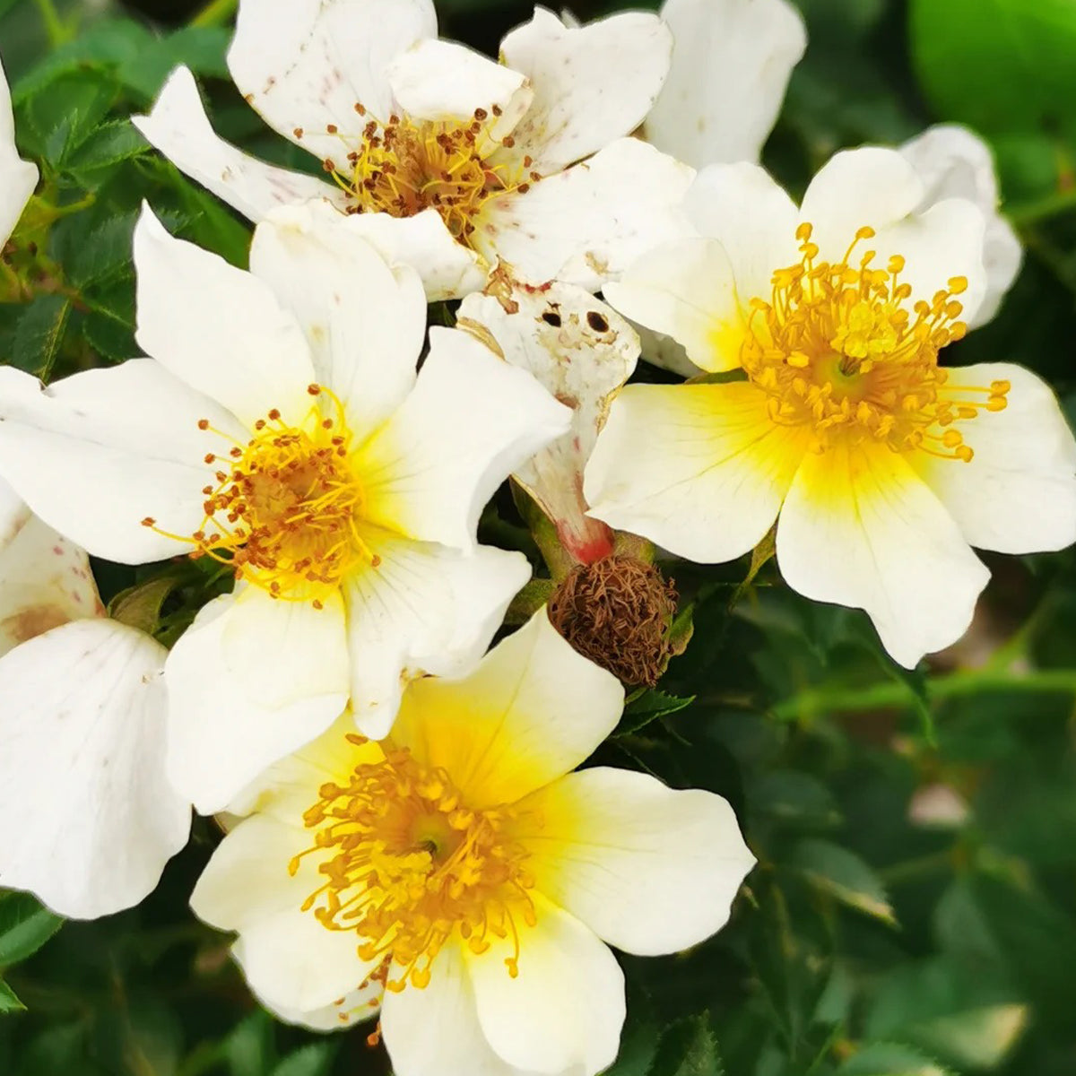Sonnenroschen German Garden Miniature Rose