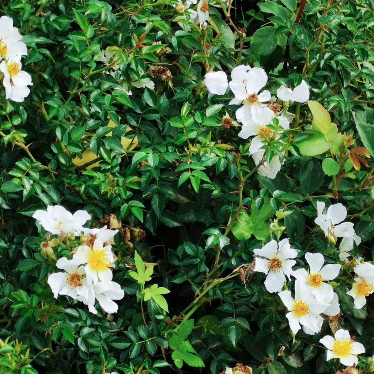 Sonnenroschen German Garden Miniature Rose