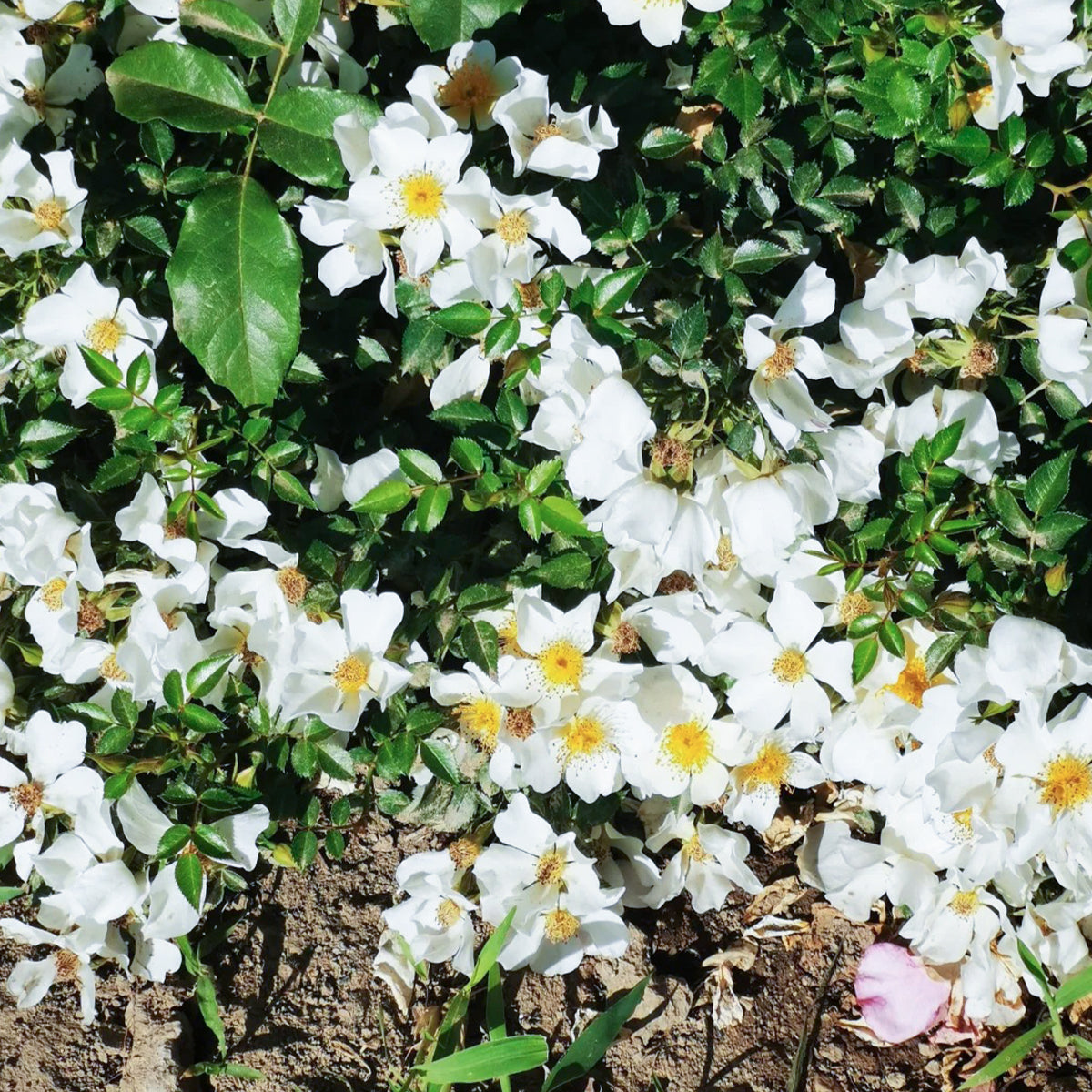 Sonnenroschen German Garden Miniature Rose