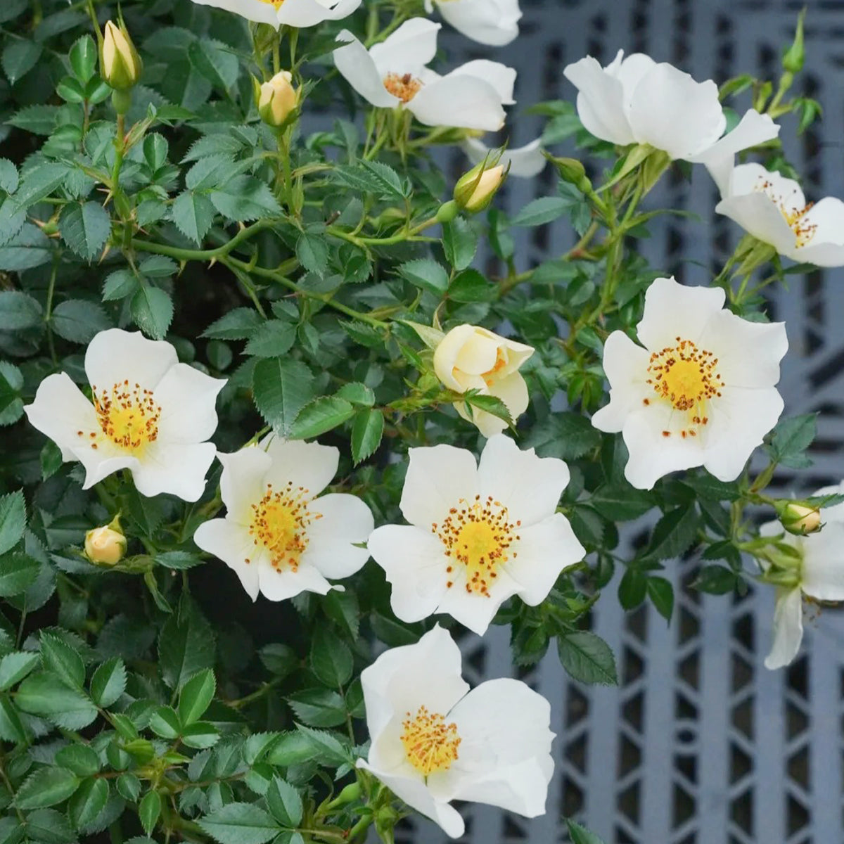 Sonnenroschen German Garden Miniature Rose