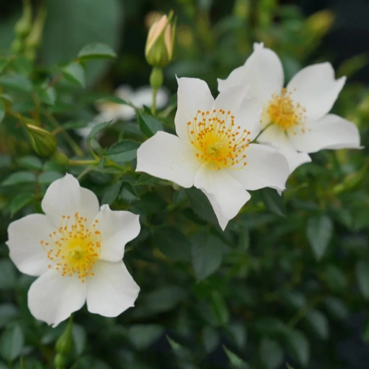 Sonnenroschen German Garden Miniature Rose