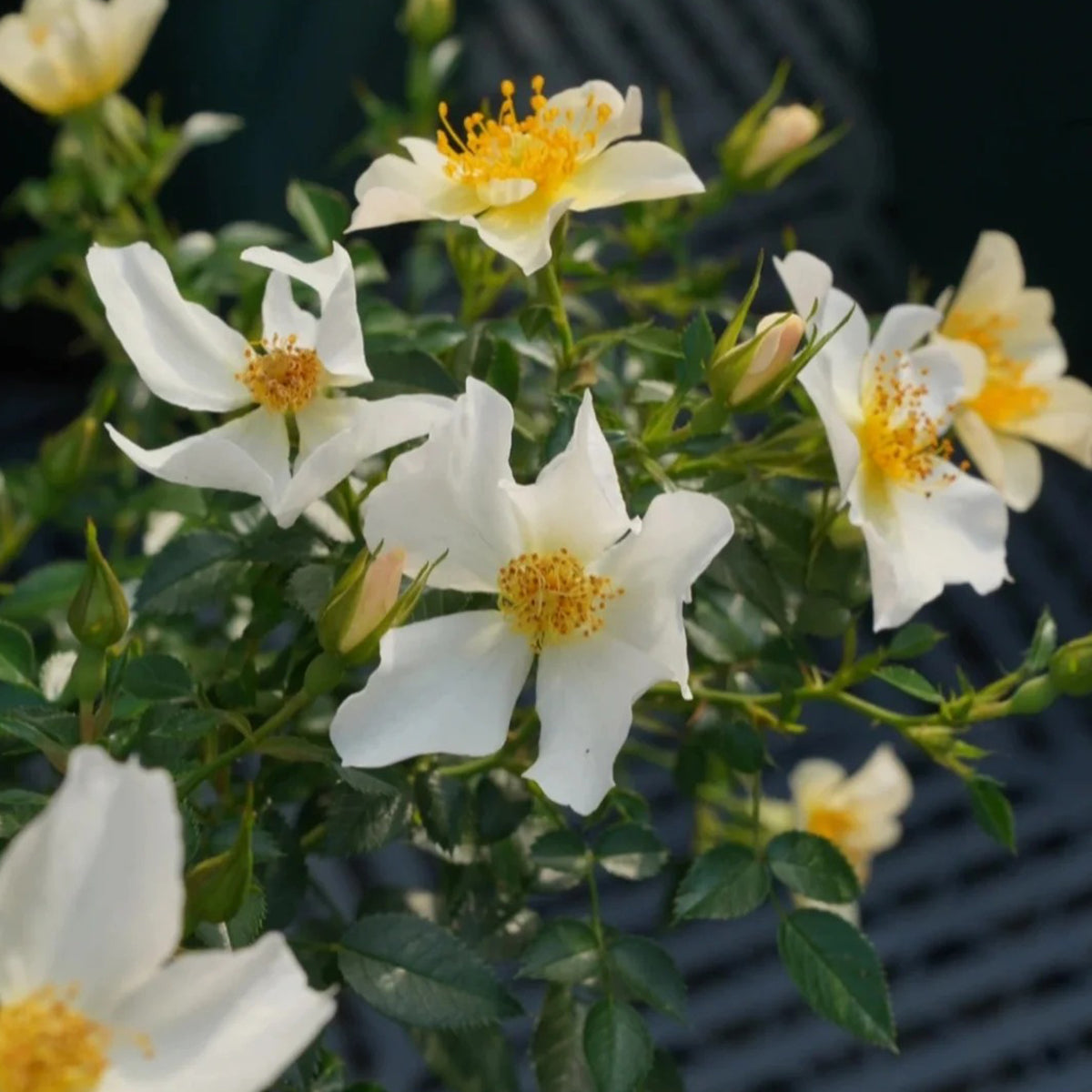 Sonnenroschen German Garden Miniature Rose