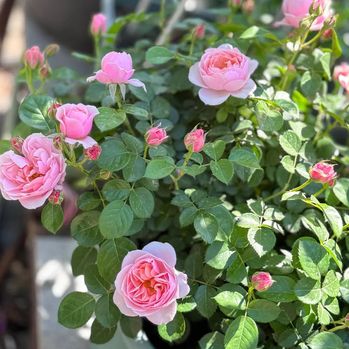 Sonus Faber Japanese Florist Shrub Rose