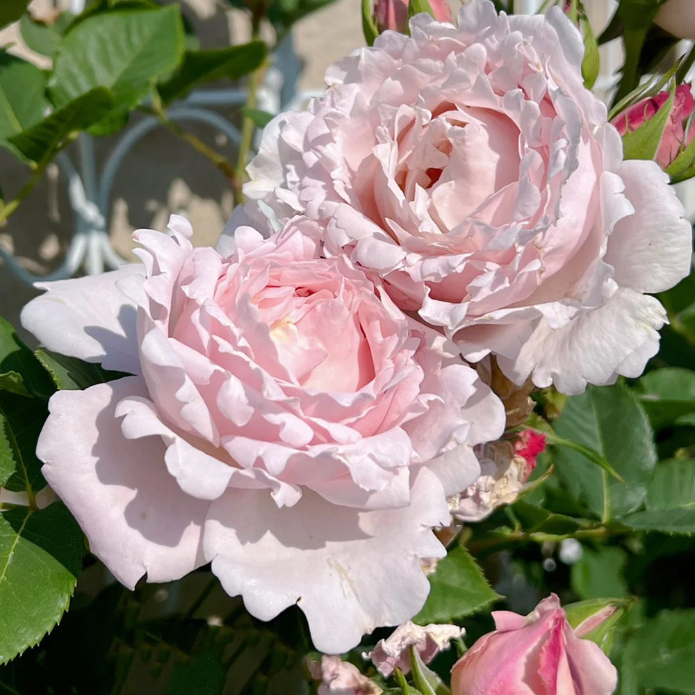 French Florist Shrub Rose Inspired by Sophie Rochas