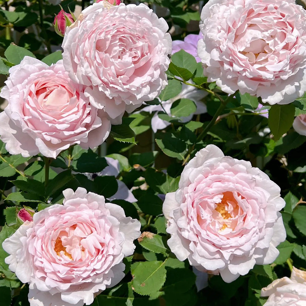 French Florist Shrub Rose Inspired by Sophie Rochas