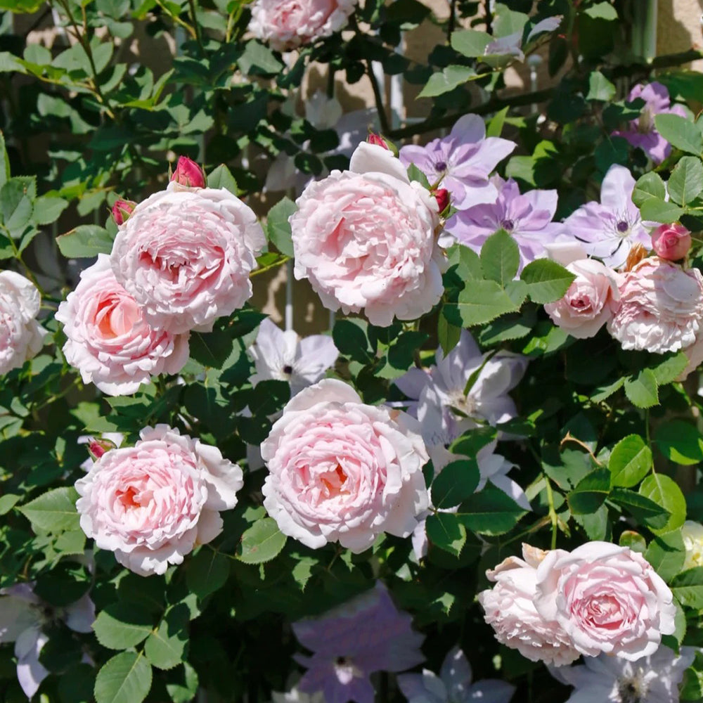 French Florist Shrub Rose Inspired by Sophie Rochas