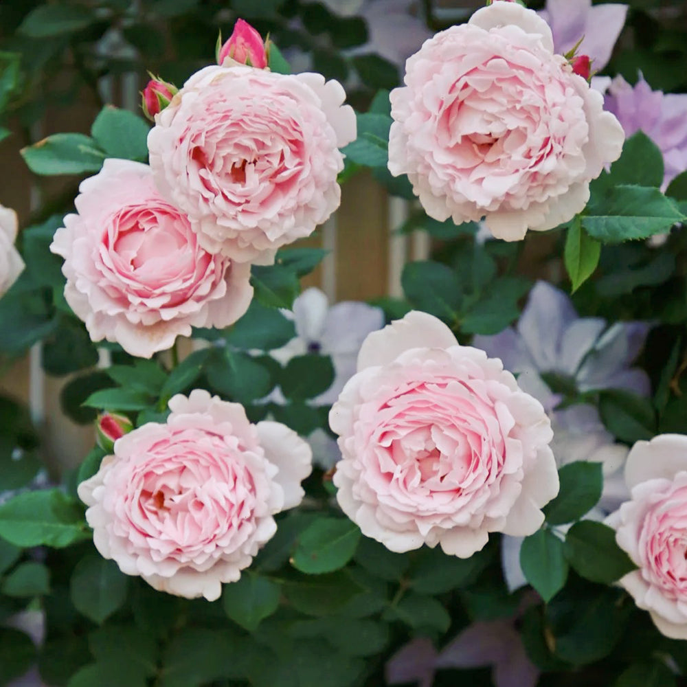 French Florist Shrub Rose Inspired by Sophie Rochas