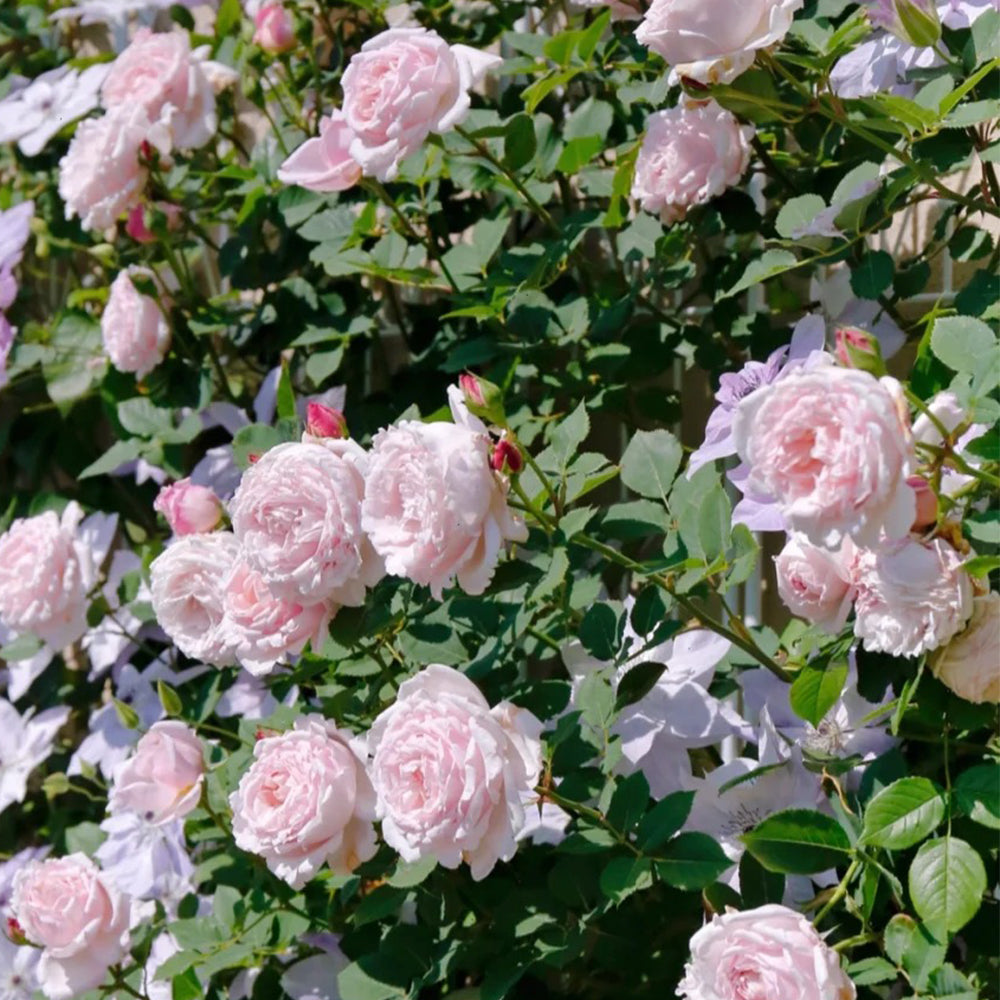 French Florist Shrub Rose Inspired by Sophie Rochas
