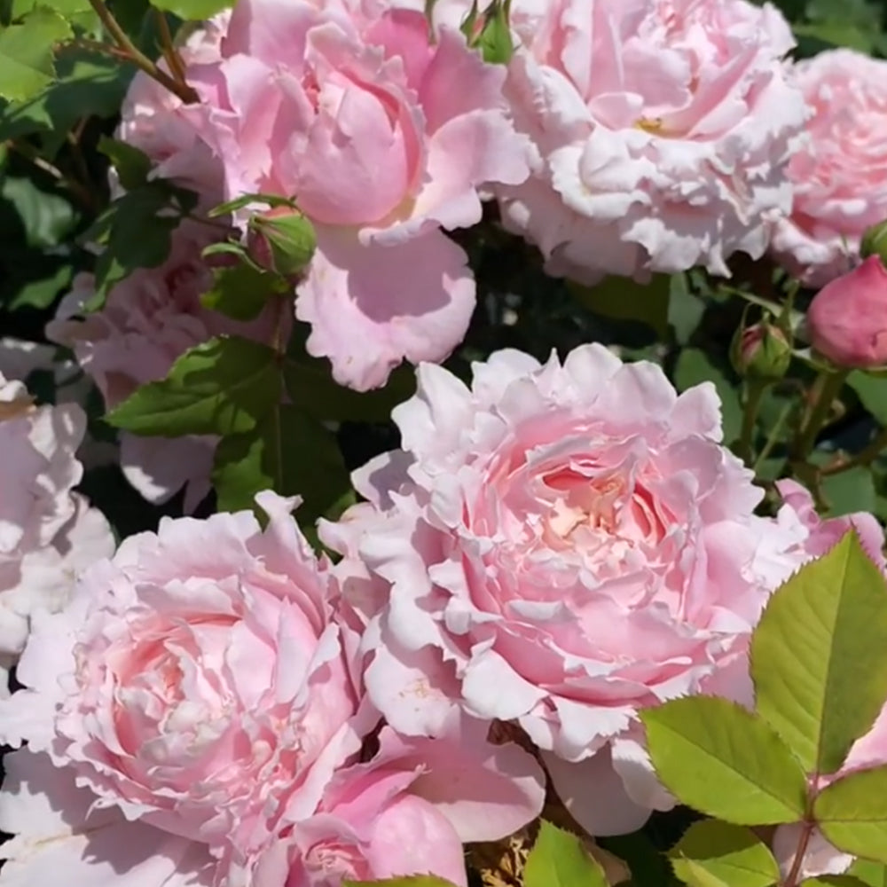 French Florist Shrub Rose Inspired by Sophie Rochas