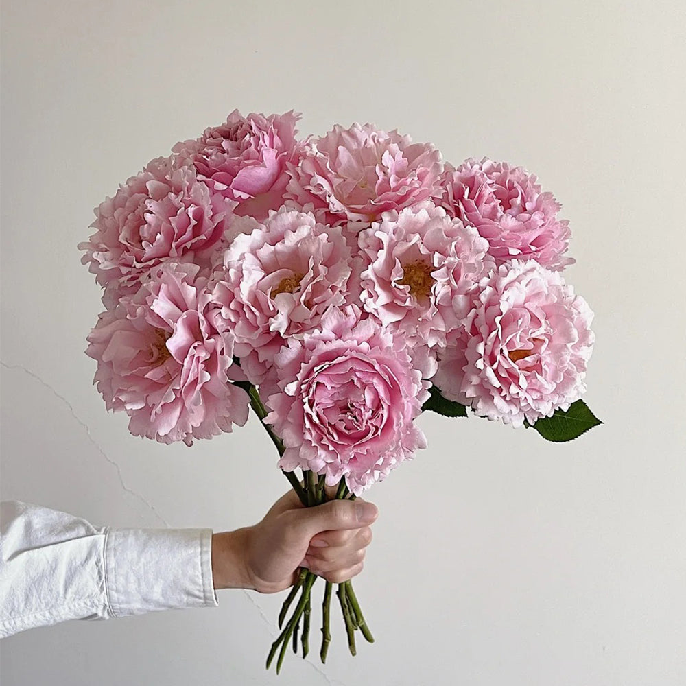 French Florist Shrub Rose Inspired by Sophie Rochas