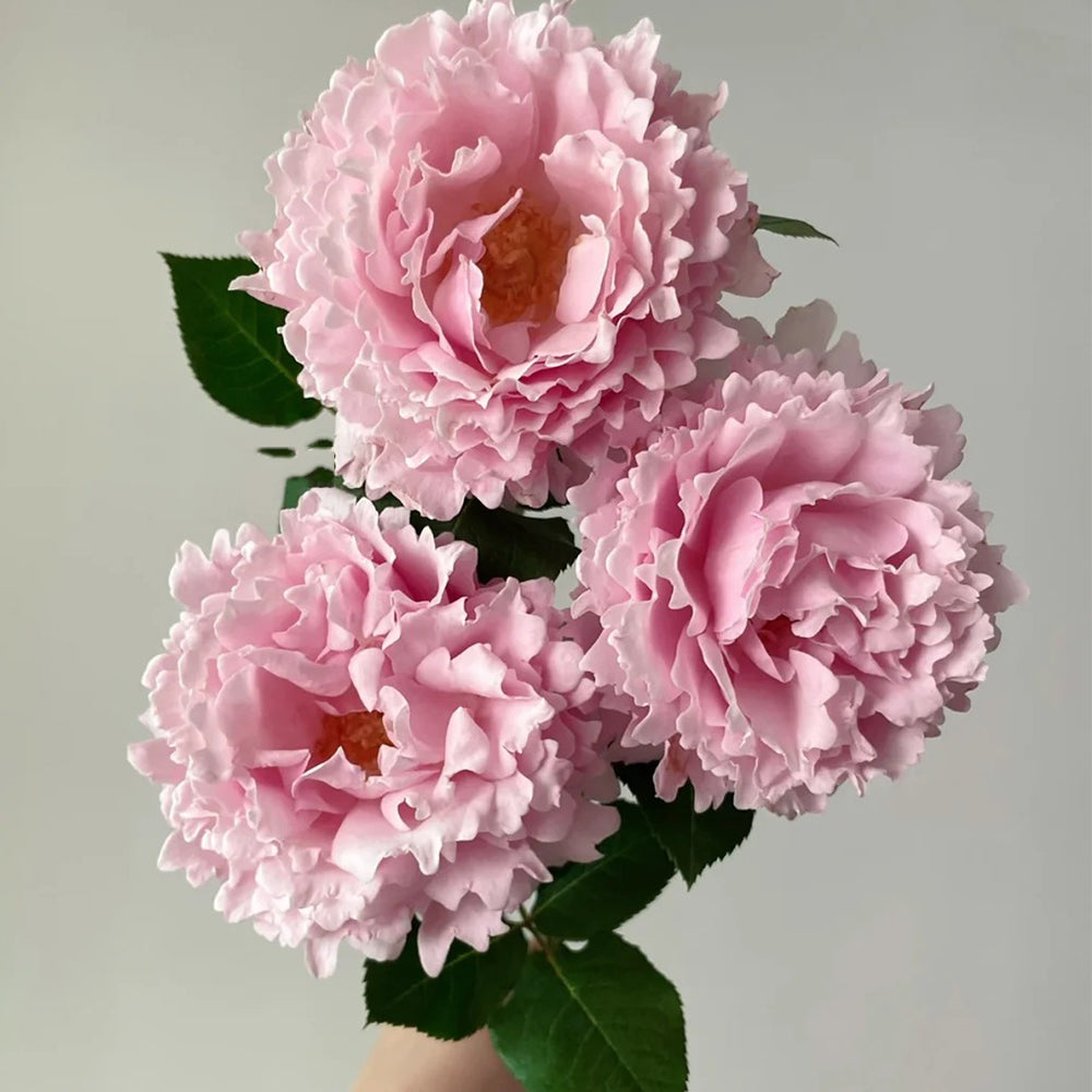 French Florist Shrub Rose Inspired by Sophie Rochas