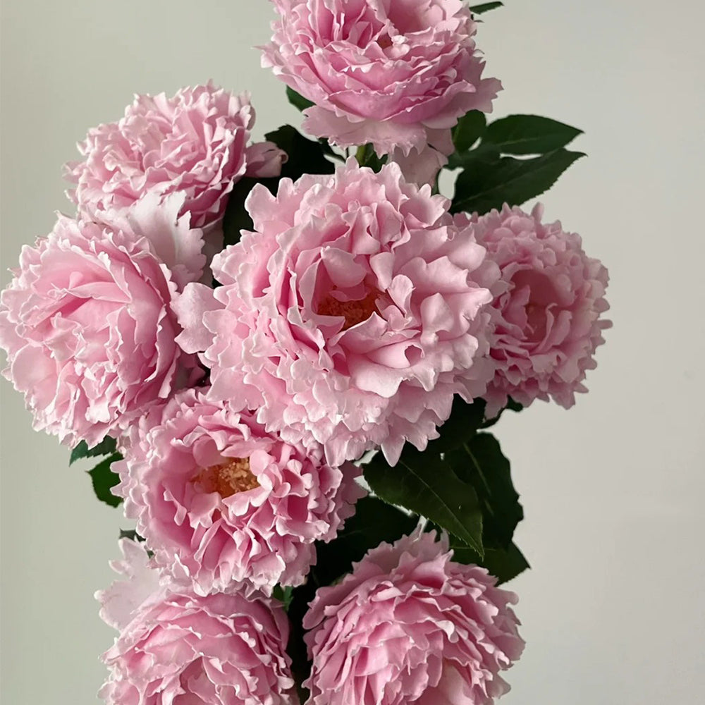 French Florist Shrub Rose Inspired by Sophie Rochas