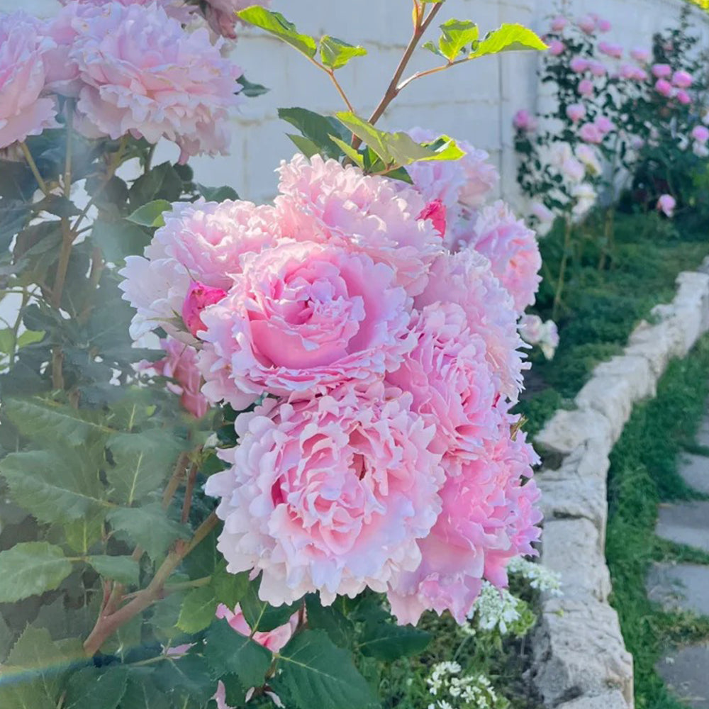 French Florist Shrub Rose Inspired by Sophie Rochas