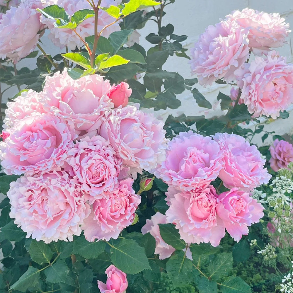 French Florist Shrub Rose Inspired by Sophie Rochas