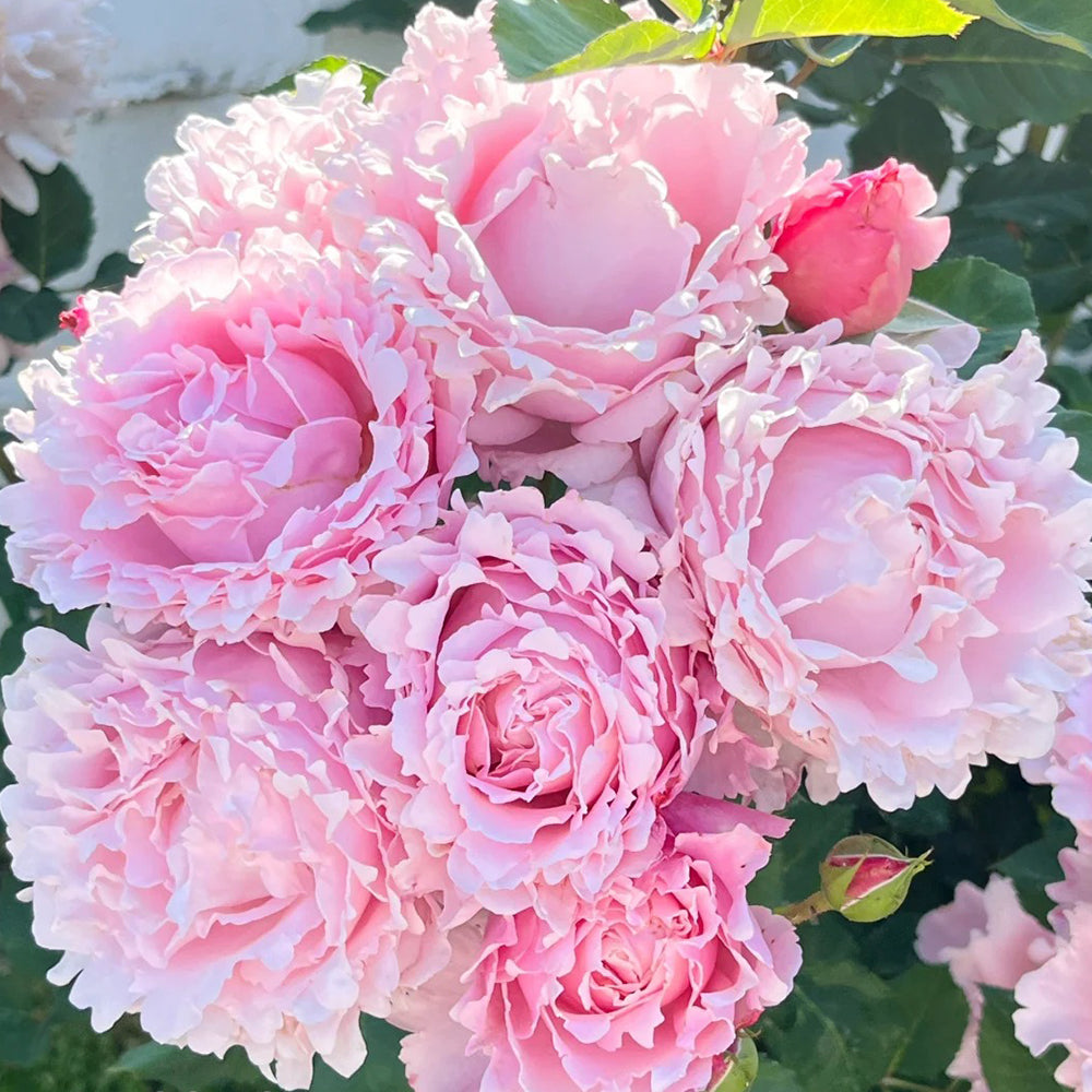 French Florist Shrub Rose Inspired by Sophie Rochas