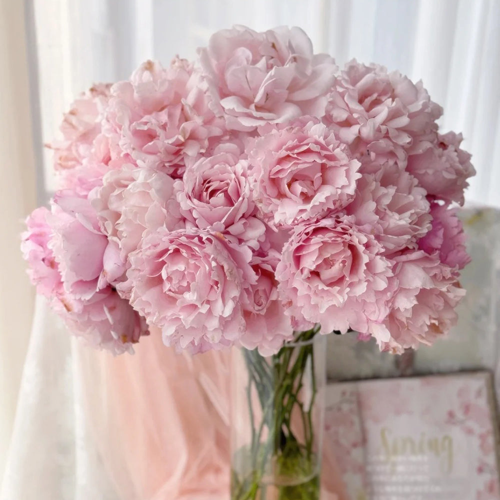 French Florist Shrub Rose Inspired by Sophie Rochas