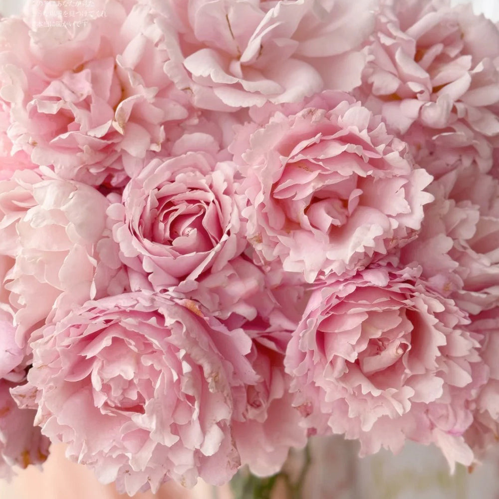 French Florist Shrub Rose Inspired by Sophie Rochas