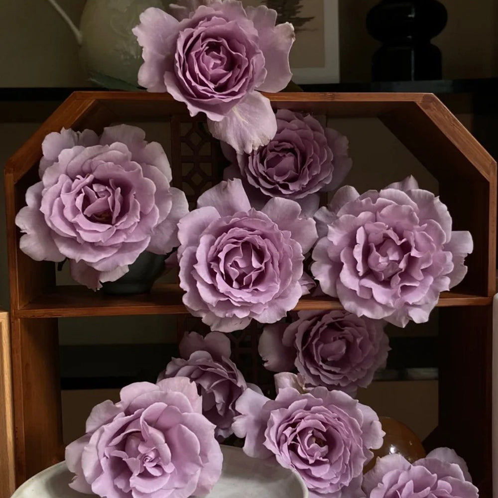 Sou Japanese Florist Shrub Rose