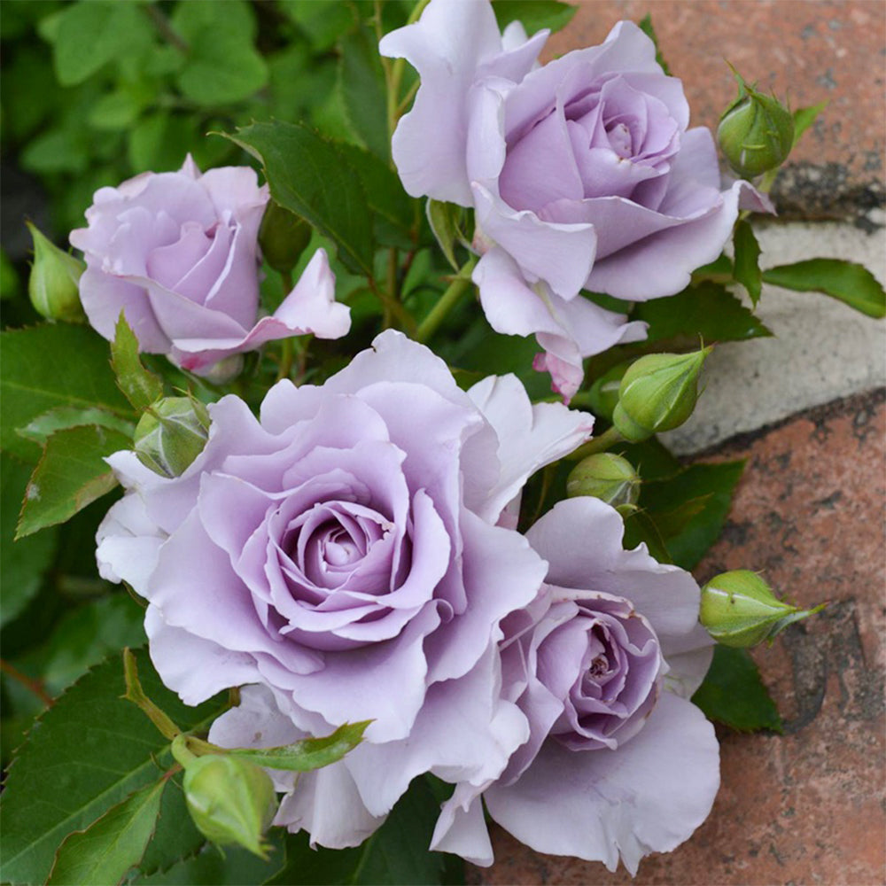 Sou Japanese Florist Shrub Rose
