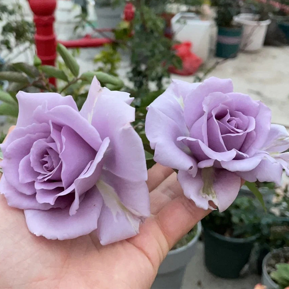 Sou Japanese Florist Shrub Rose