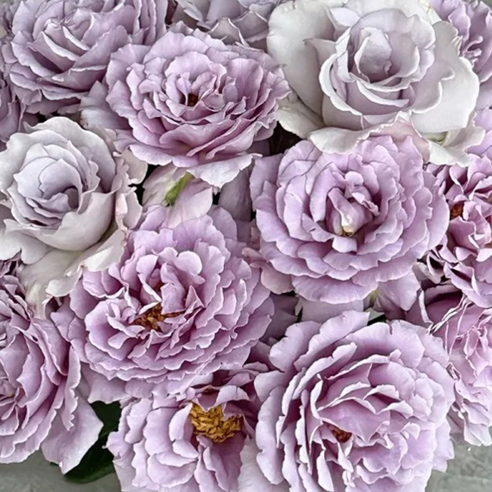 Sou Japanese Florist Shrub Rose