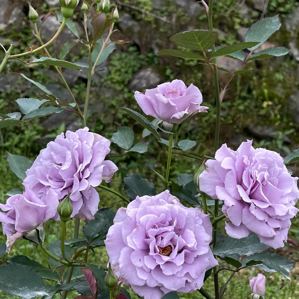 Sou Japanese Florist Shrub Rose