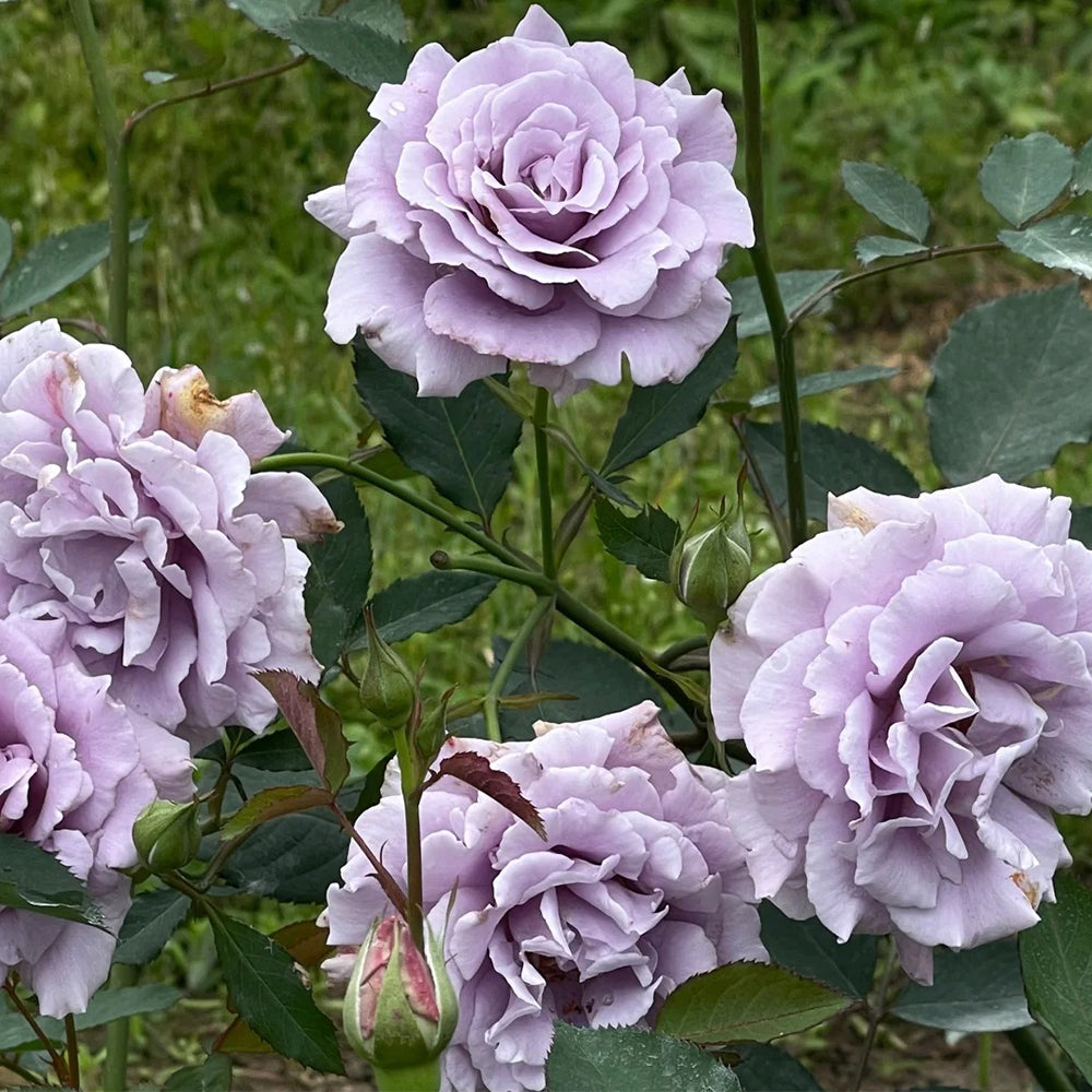 Sou Japanese Florist Shrub Rose