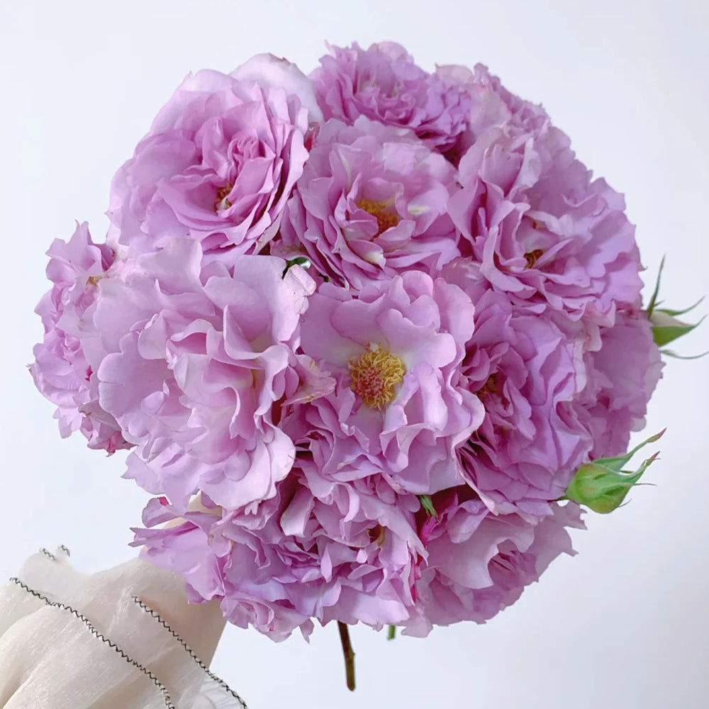 Sou Japanese Florist Shrub Rose