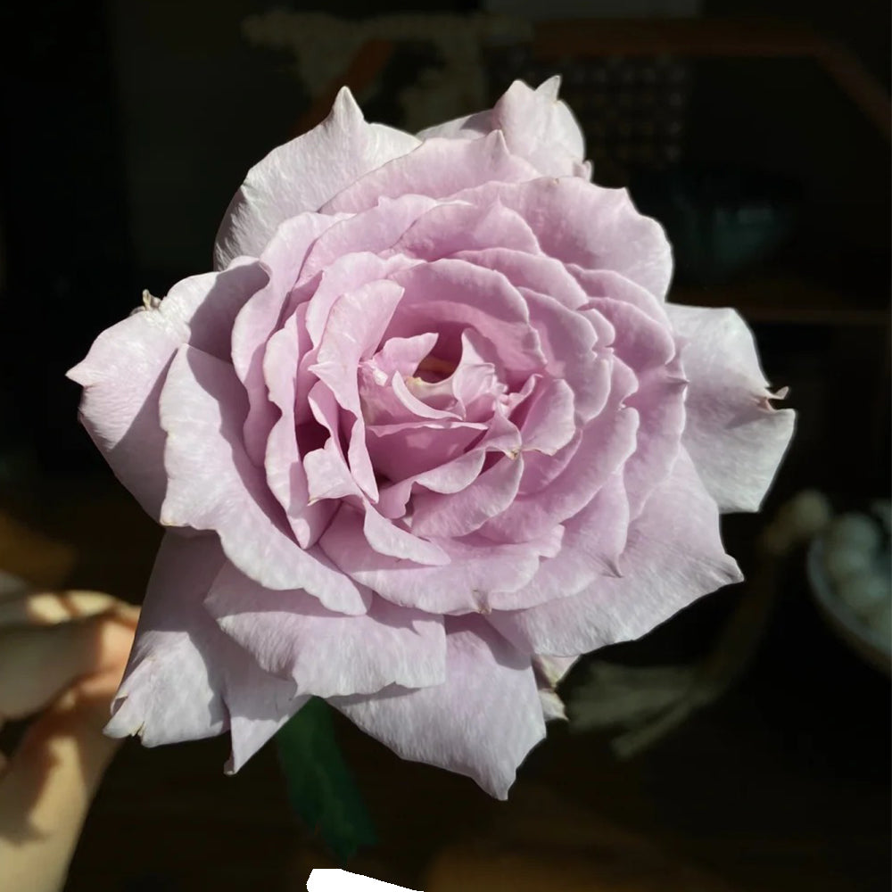 Sou Japanese Florist Shrub Rose