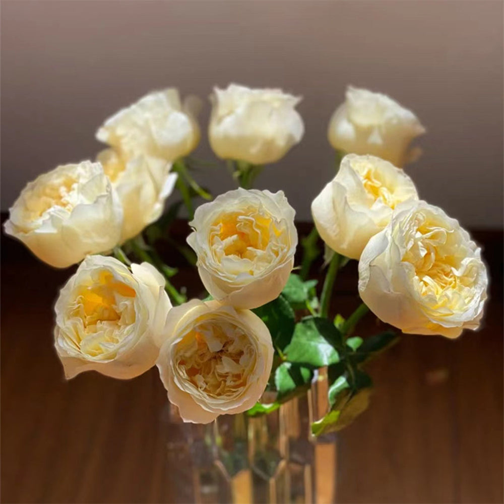 Souffle Florist Shrub Rose