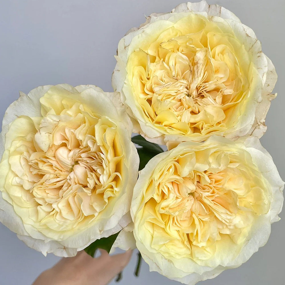 Souffle Florist Shrub Rose